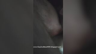 gay anal fucking with dripping fucking dog